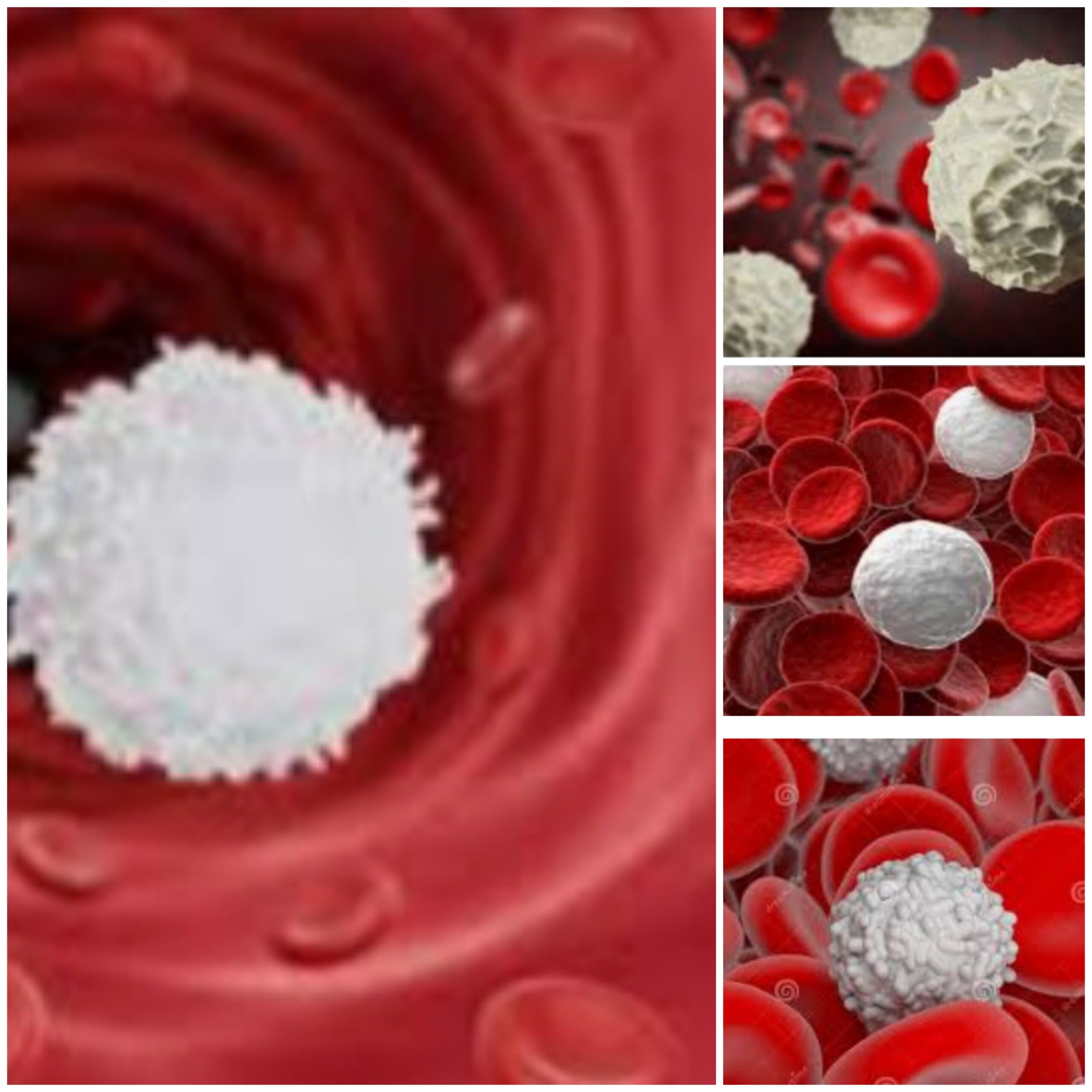 How to increase White Blood cells count?