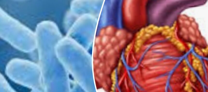 Probiotics benefits towards Heart Disease