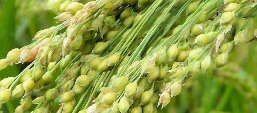 Benefits of Little Millets for Growing Children